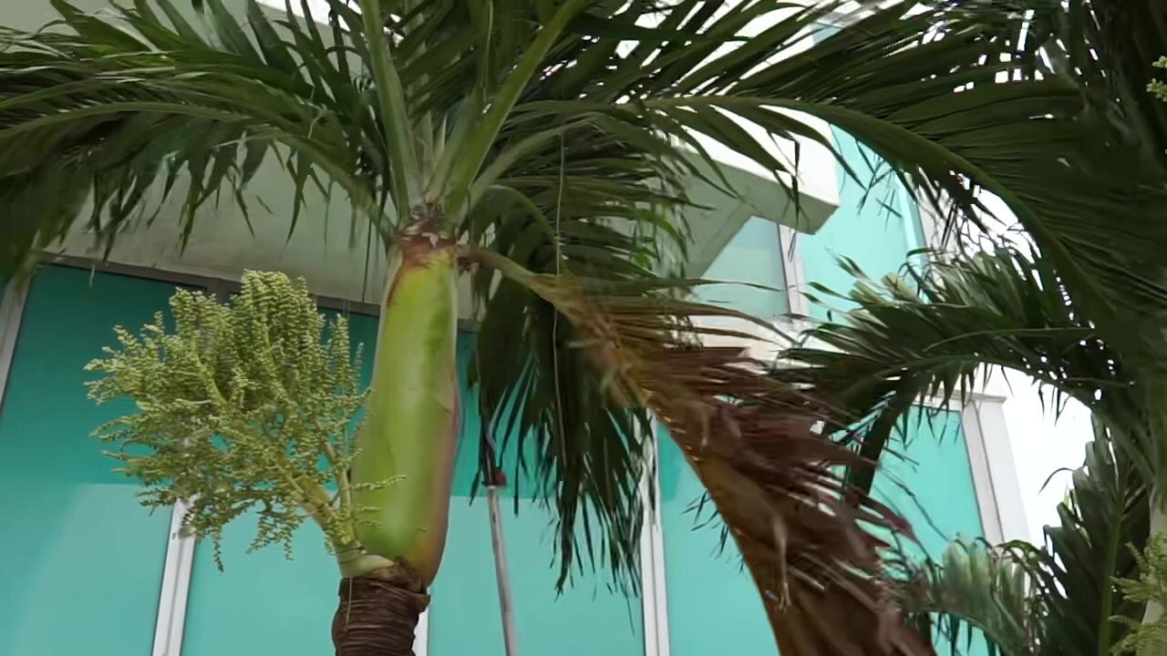 Palms, kept architectural